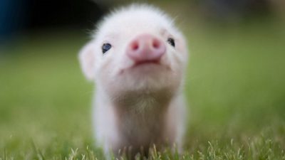 Image included is a photo of a baby pig