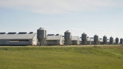Concentrated animal feeding operation (CAFO), Unionville, Missouri, United States, owned by Smithfield Foods. Photo credit: Socially Responsible Agricultural Project
