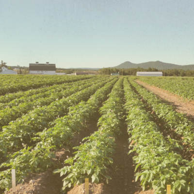 field of row crops