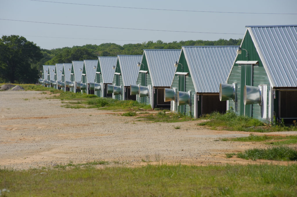 Photo of poultry houses, confined animal feeding operations.