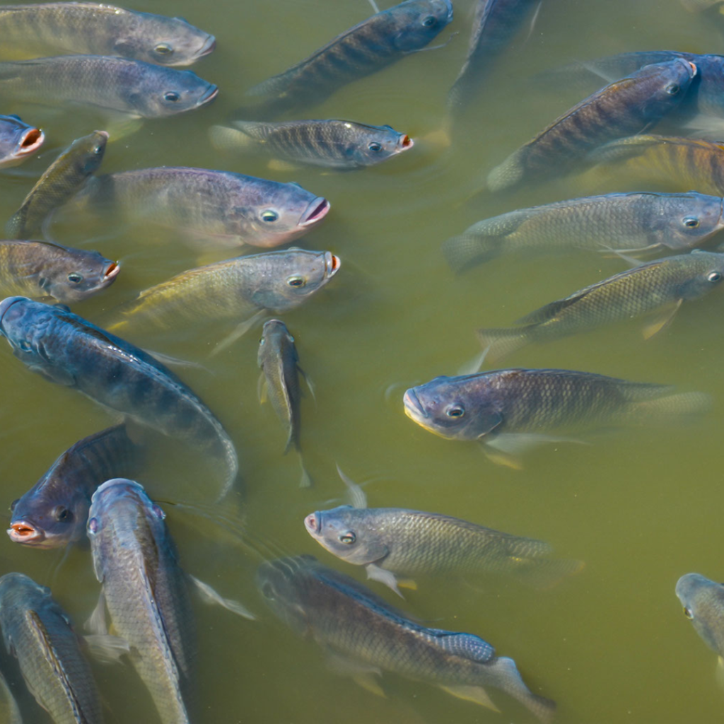 Industrial Aquaculture | Food Integrity CampaignFood Integrity Campaign