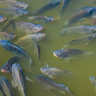 Fish swimming in aquaculture