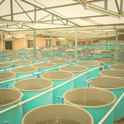 Indoor fish farm with crowded tanks