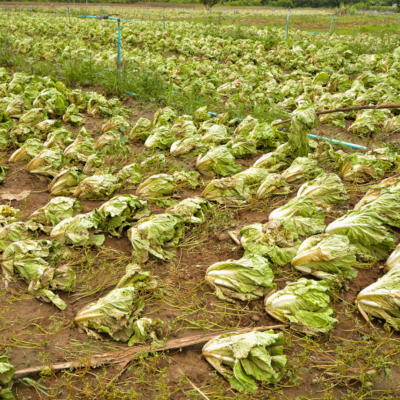 Rows of cabbage destroyed by extreme weather